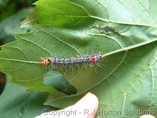 vine moth caterpillar 